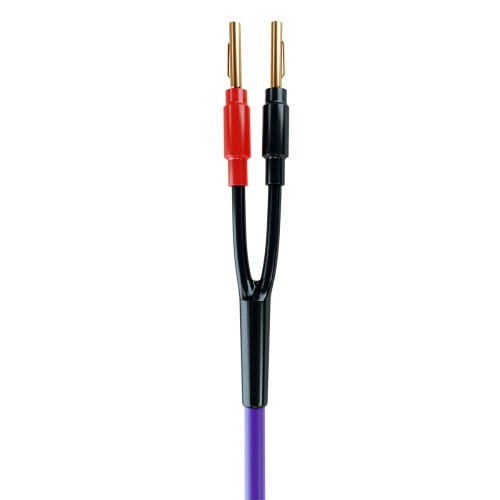 PURPLE-MDSC1530-02.jpg