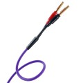 PURPLE-MDSC1530-03.jpg
